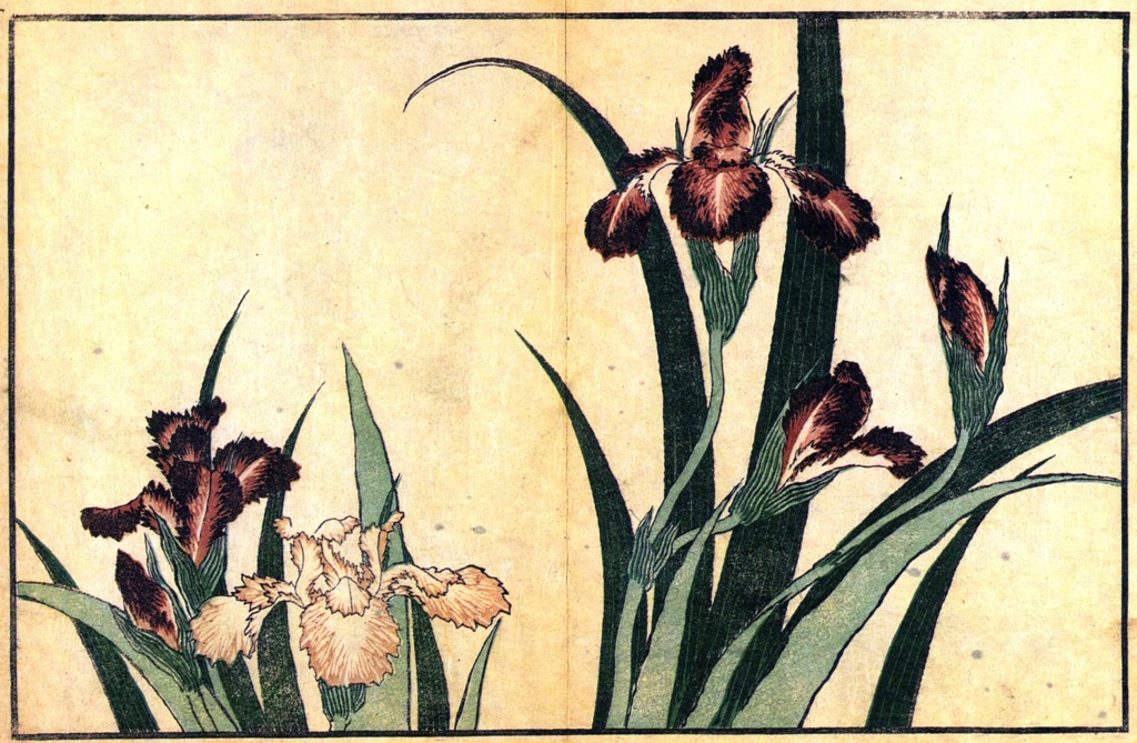 Hokusai Iris